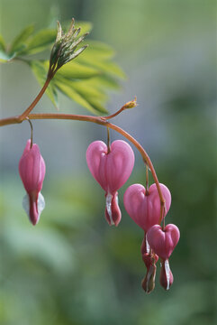Close view of bleeding heart, or Dutchman's breeches,  flowers.; Massachusetts.