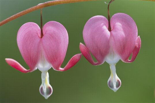 Close view of Dutchman's breeches, or bleeding hearts, in bloom.; Massachusetts.