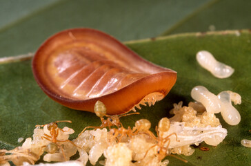 A carnivorous Liphyra brassolis caterpillar nears an ant brood.; North Queensland, Australia.