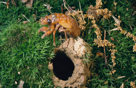 A Brood X, 17-year cicada nymph emerging from hole.; Kensington, Maryland.
