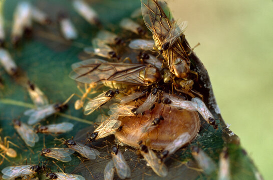 Green tree ants swarm over a larva of the Liphyra brassolis butterfly.; North Queensland, Australia.