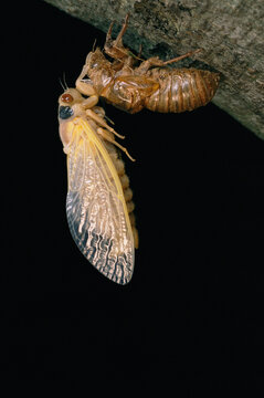 A Brood X, 17-year cicada emerges from its nymphal exoskeleton.; Kensington, Maryland.