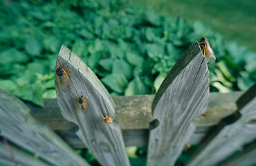 Adult Brood X, 17-year cicadas on a wooden fence.; Kensington, Maryland.