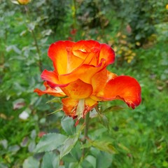 Fototapeta premium A wonderful orange rose is the queen of the autumn garden.