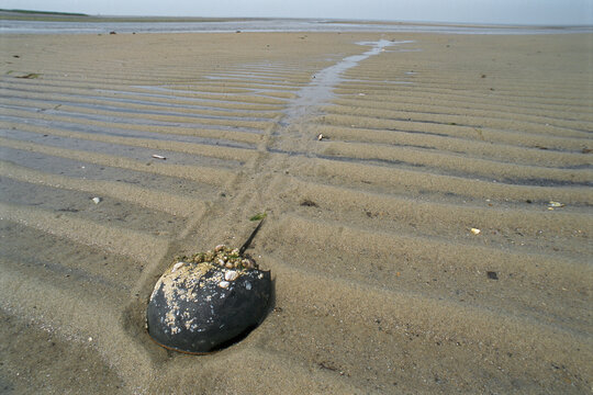 A horseshoe crab and it's tracks in exposed sands at low tide.; Wellfleet, Cape Cod, Massachusetts.