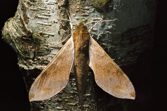 A hawk moth, family Sphingidae, resting on a tree trunk.; Barro Colorado Island, Panama.