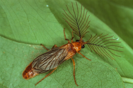 An adult male glowworm beetle on a leaf.; Near Lake Travis, Texas.