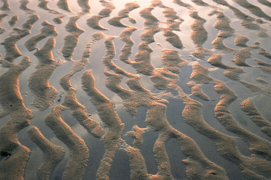 Ripple-patterned tidal flat at low tide.; Brewster, Cape Cod, Massachusetts.
