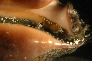 A fighting conch, Strombus species, peering out from its shell.; Derawan Island, Borneo, Indonesia.