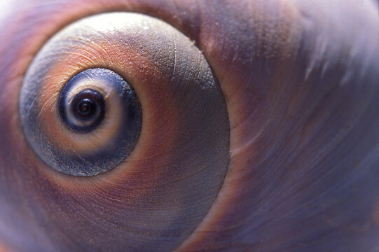 A close view of the shell of a moon snail, Lunatia heros.; Cape Cod, Massachusetts.