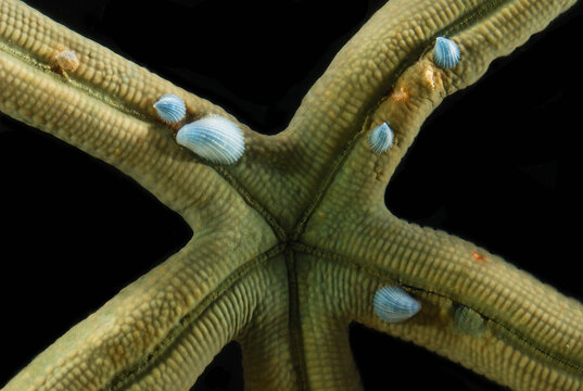 Small blue snails, Thyca crystallina, parasitizing a starfish.; Derawan Island, Borneo, Indonesia.