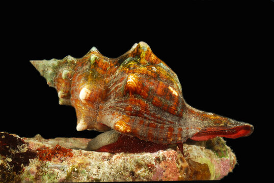 A large snail, Pugilina species, crawling on a coral rock.  Edible.; Derawan Island, Borneo, Indonesia.