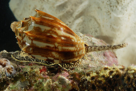A snail with a long siphon and a patterned foot.  Cymbiola cf nivosa.; Derawan Island, Borneo, Indonesia.