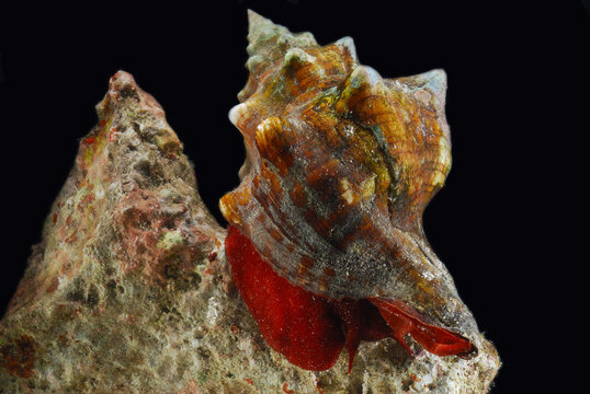 A large snail, Pugilina species, crawling on a coral rock.  Edible.; Derawan Island, Borneo, Indonesia.