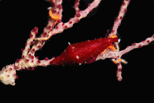 Ovulid snail and brittle stars on coral.  The snail's mantle is out.; Derawan Island, Borneo, Indonesia.
