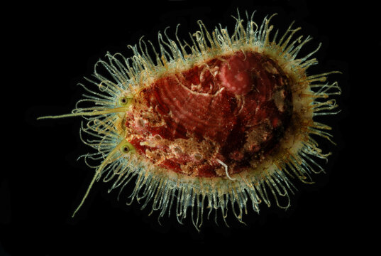 Small Hargrave's abalone, Haliotis cf hargraves. Known only from AU.; Derawan Island, Borneo, Indonesia.