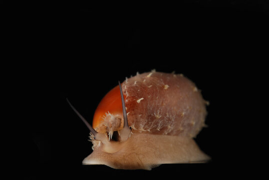 A snail, Oliva species, with a fragile shell.  The shell is about 1".; Derawan Island, Borneo, Indonesia.