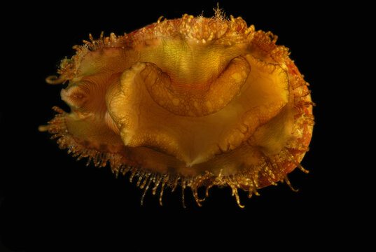 A 2 cm abalone, Haliotis cf hargraves.  Probably Hargrave's abalone.; Derawan Island, Borneo, Indonesia.