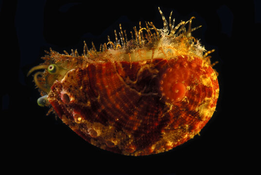 A 2 cm abalone, Haliotis cf hargraves.  Probably Hargrave's abalone.; Derawan Island, Borneo, Indonesia.