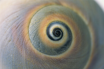 A close view of a moon snail shell (Polinices duplicatus).; Cape Cod, Massachusetts.