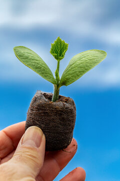 Close-up of a squash seedling in a soil pod, held by a hand against a blue sky; Studio