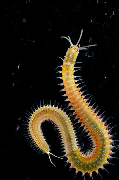 Bristle worms have bristles that are implanted in each segment.; Oahu Island, Hawaiian Islands.