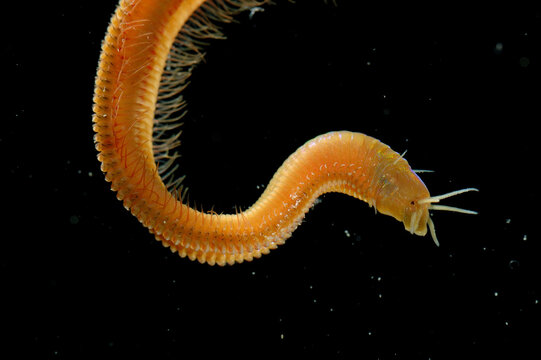 A polychaete worm.; Oahu Island, Hawaiian Islands.