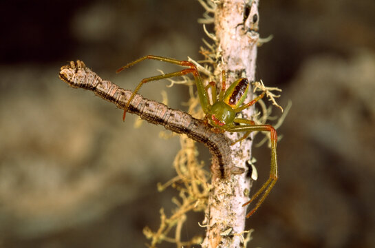A Eupithecia scoriodes sits motionless as a spider climbs up its back.; Haleakala National Park, Maui, Hawaiian Islands.