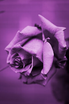 Purple rose against a purple background; Surrey, British Columbia, Canada