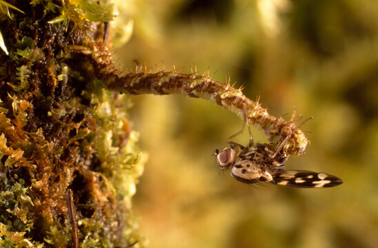 A carnivorous Eupithecia sp. caterpillar grasps a fly it caught.; Maui, Hawaiian Islands.