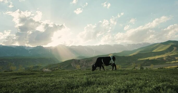 Milk cow in a green field eats grass against backdrop of beautiful foggy hilly valley. Lonely cow in the field eats grass. Domestic cattle. Natural milk. Cow graze in the meadow. Agricultural industry