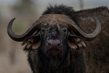 Close-up of Cape buffalo (Syncerus caffer) staring towards camera; Laikipia, Kenya
