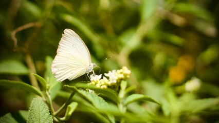 white butterfly on a flower