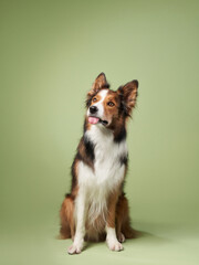 funny dog on a green background. Happy border collie in studio 