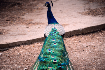 Obraz premium blue and green peacock with feathers