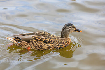 Duck in a pond or river. Selective focus with blurred background and copy space