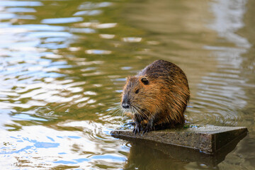Nutria on the banks of the Vltava river in Prague the capital of the Czech Republic. Urban...