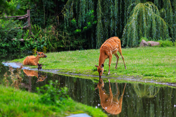 Sitatunga lat. Tragelaphus spekii is a species of forest antelope. Background with selective focus