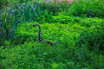 Lemur in the bushes. Background with selective focus