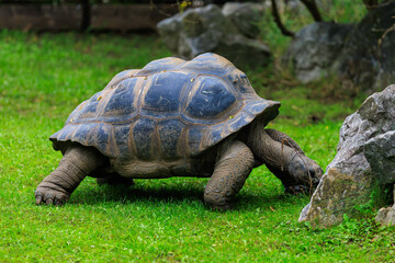 Fototapeta premium Elephant or Galapagos tortoise. Background with selective focus and copy space