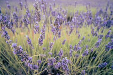 lavender fields