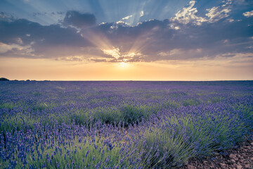 lavender fields