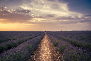 lavender fields