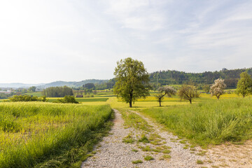 Fototapeta na wymiar Gravel road through German countryside