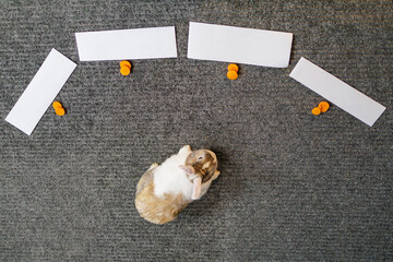 Rabbit near four clean sheets with chopped carrots. The concept of divination and choice by animals.