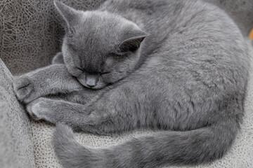 British blue cat on a gray background