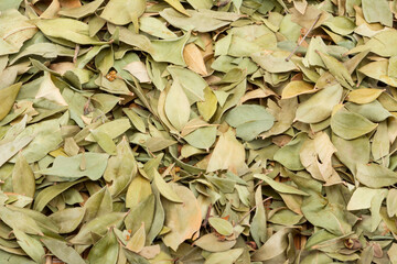 dried Myrtle Leaves