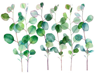 Watercolor eucalyptus clipart, Eucalyptus PNG, Transparent background, Watercolor Greenery, Watercolor Eucalyptus, Wedding Clipart, - Simply drag and drop into your design and add text.
