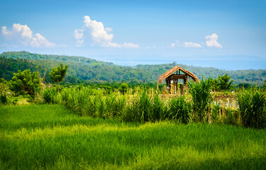 Fototapeta na wymiar Beautiful Bali rice fields. Rice terraces in Bali, Indonesia