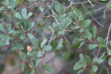 Leaves of an ambiguous Quercus Engelmannii hybrid growing at over 3000 feet in the Volcan...